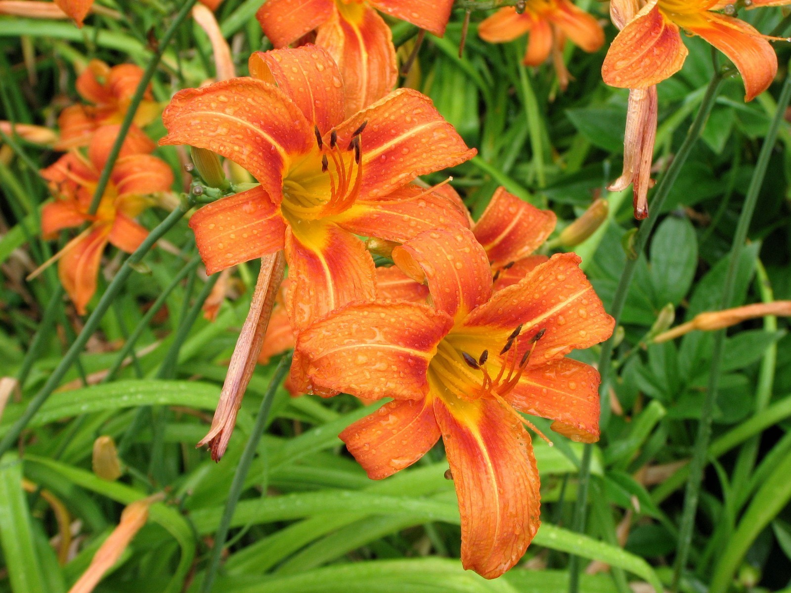 WILD DAYLILY 25 fans root systems