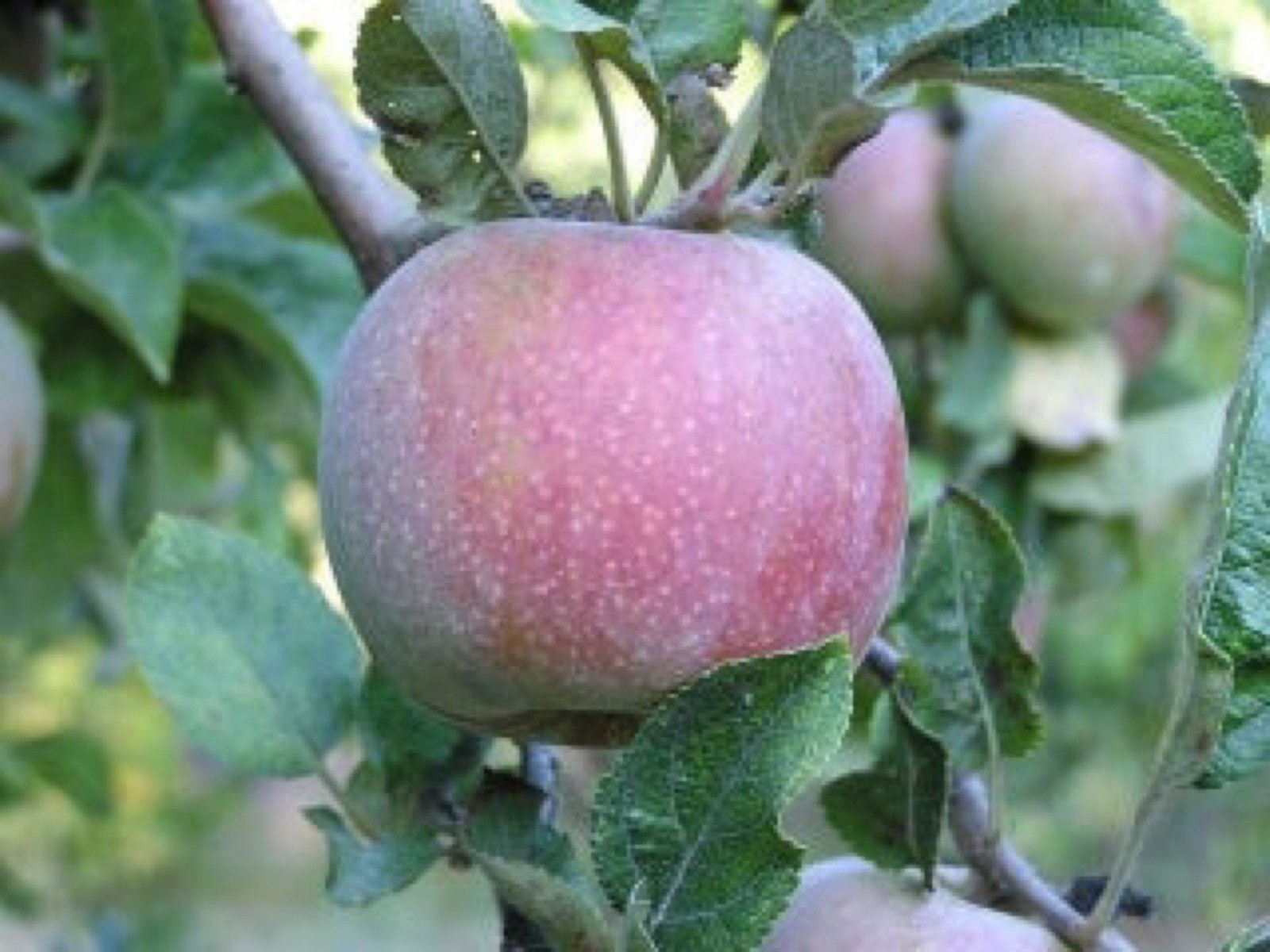 Hauer Pippin Apple tree grafted 5x5x12 inches pot size 1 year old
