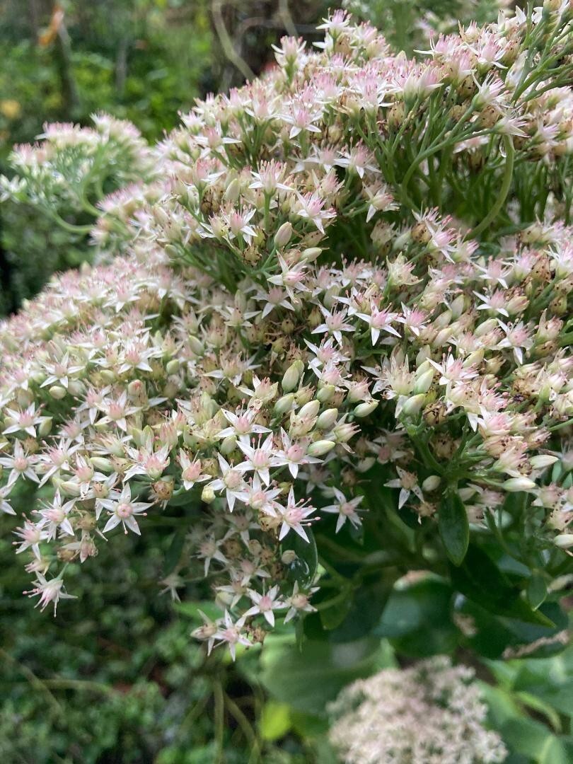 White Pink Crystal Sedum Stone Crop Perennial Flower 100 Seeds USA Seller
