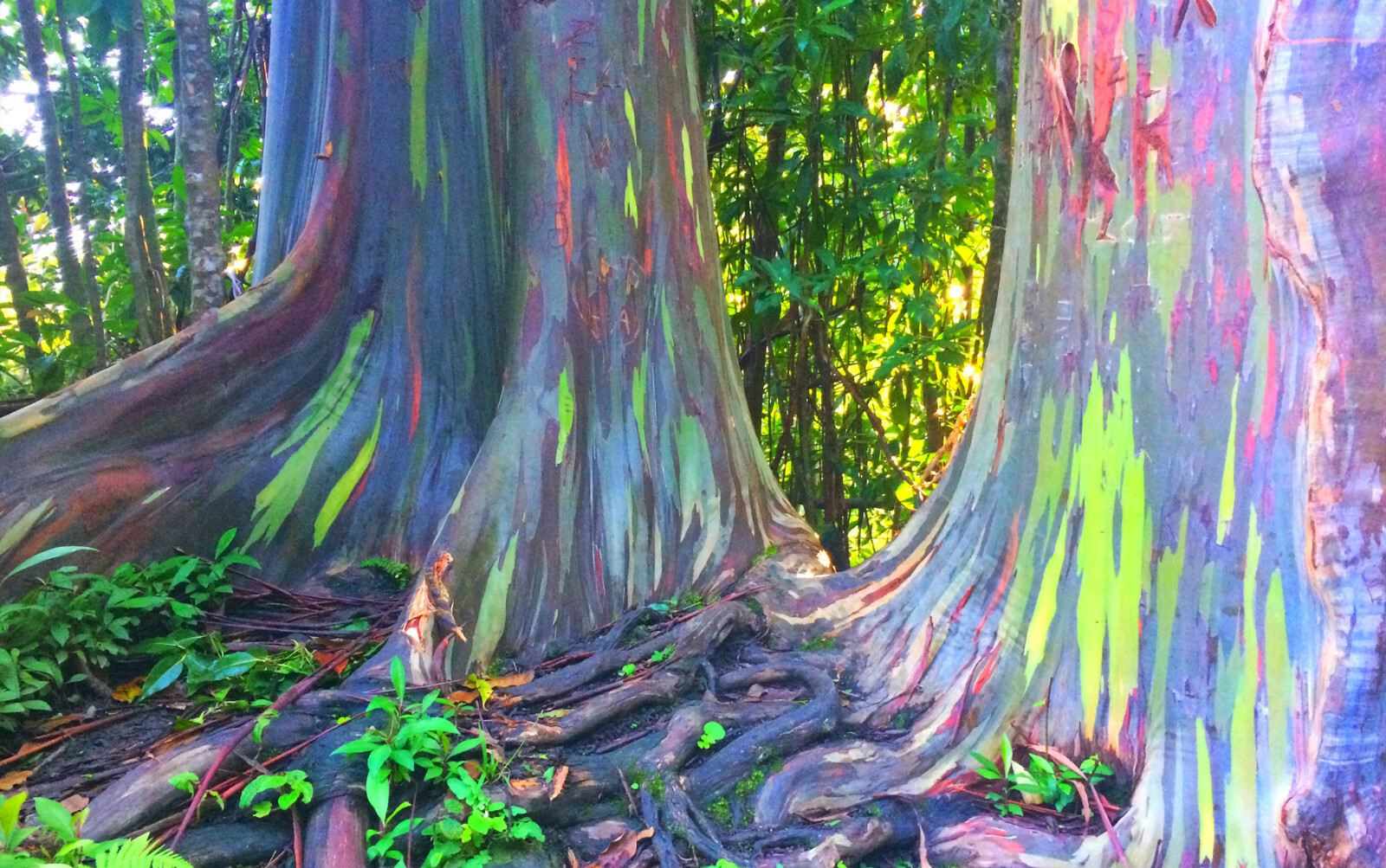 1-1000 PCS Rainbow Eucalyptus Tree Seeds Indonesian Gum Mindanao Sarassa 0128