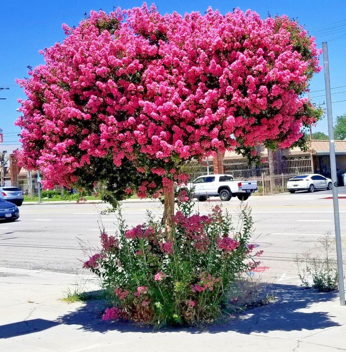 CRAPE MYRTLE TREE SEEDS Crepe (Lagerstroemia Indica) Fast Lilac Flower Plant