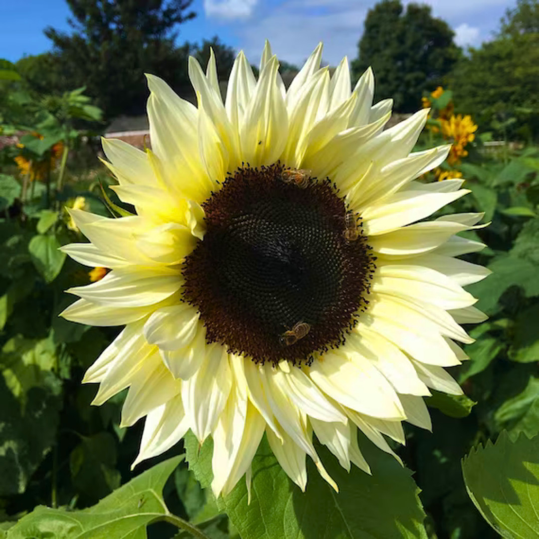 Premium Pro-Cut White Nite Sunflower Seeds | Heirloom Non-GMO | Flower Seeds