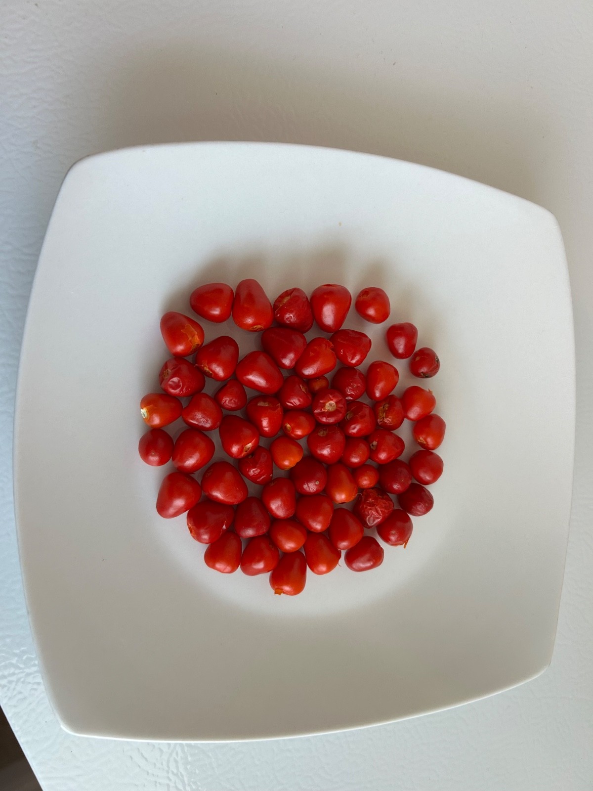 50+Chiltepin Bird’s Eye Wild Chili Heirloom Pepper Premium Seeds – VERY HOT