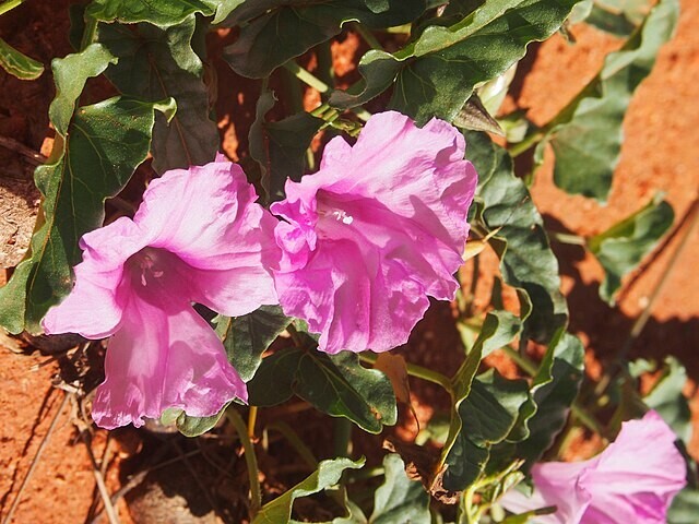 Ipomoea muelleri | Poison Morning Glory | 10 Seeds