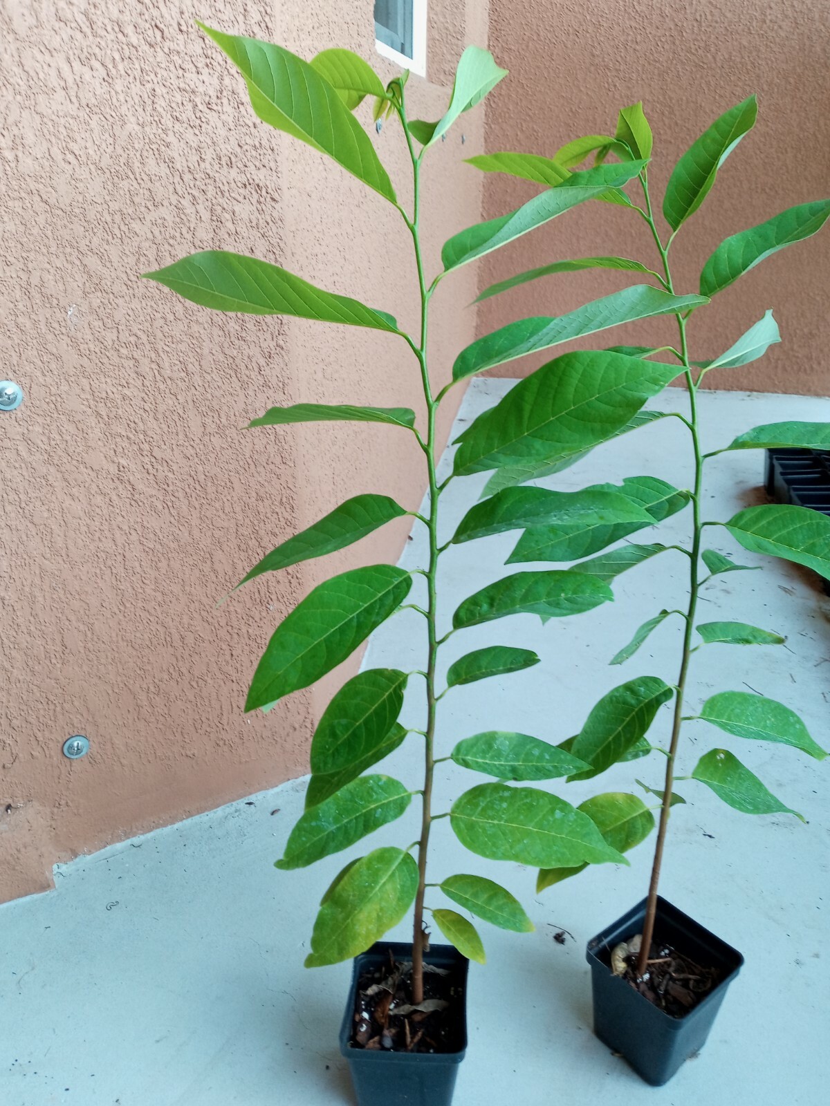 14″-18″ Apple Sugar Seedling ,Annona Squamosa Custard, Na Dai, Mãng Cầu Dai