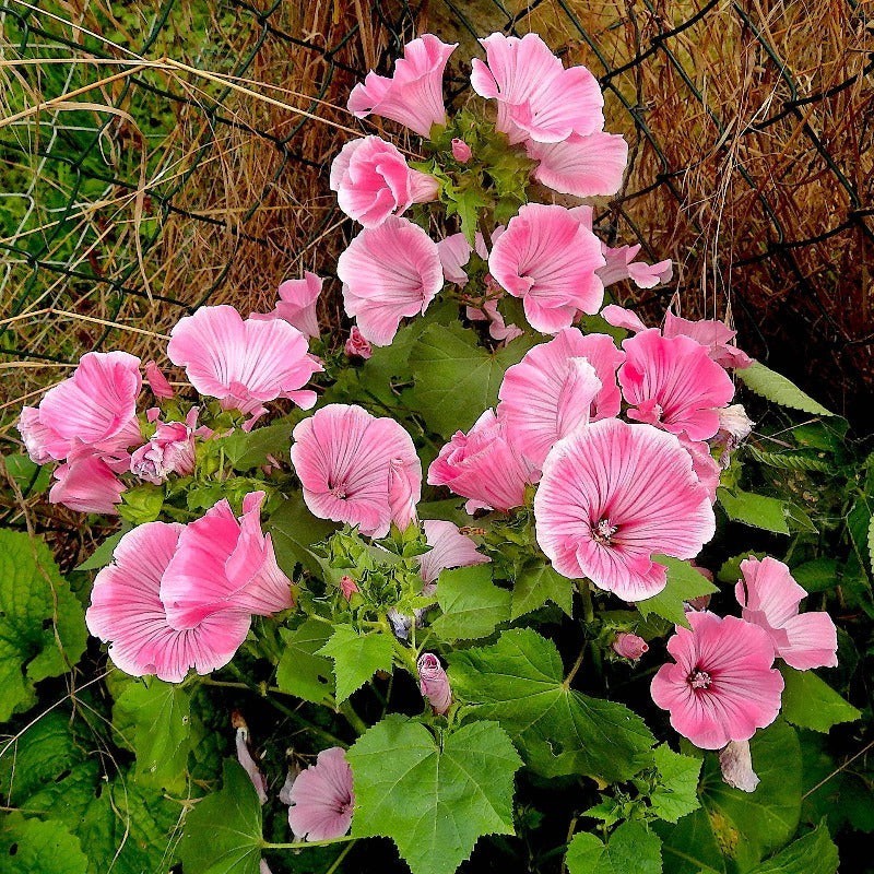 100+ tree mallow FLOWER SEEDS | FREE SHIPPING