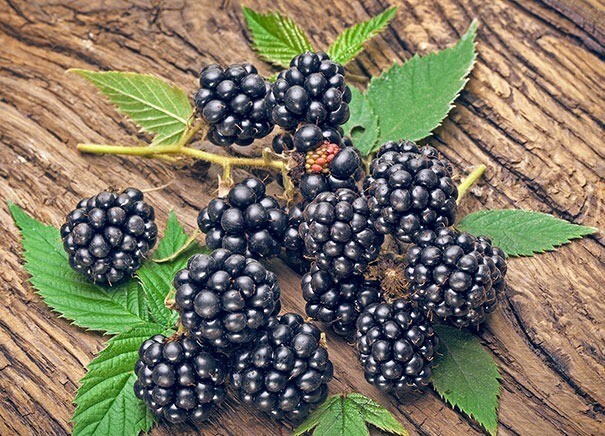 Navajo Blackberry plant 1 year old, 4-6” tall, sent with roots wrapped in moist