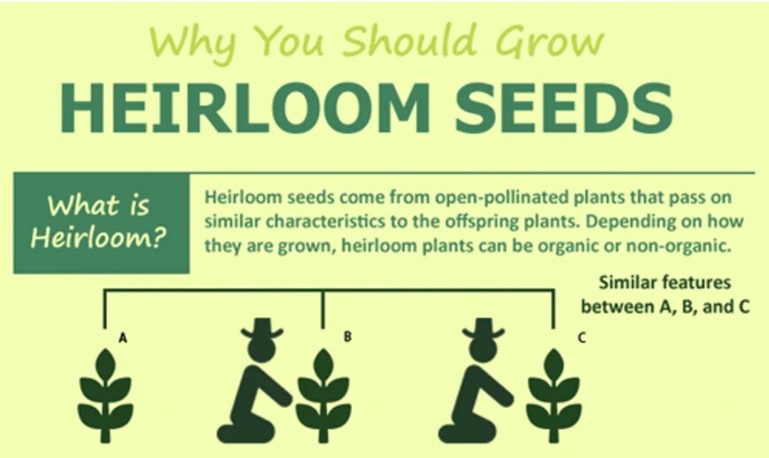 Black Eyed Susan GREEN EYES Rudbeckia Green Center Rare! Non-GMO 100 Seeds