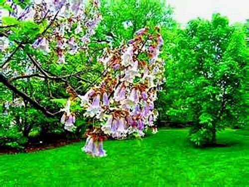 50 Royal Empress (Paulownia tomentosa) Seeds “FASTEST GROWING TREE in the WORLD”