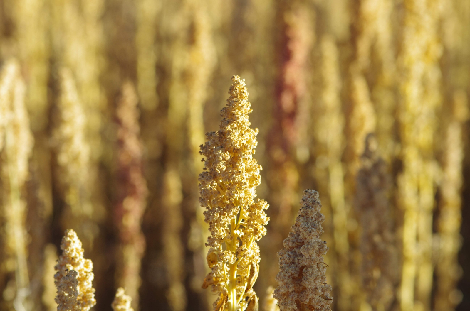 100 Organic PEPPERMINT QUINOA Grain Chenopodium Quinoa White Green – White Seeds