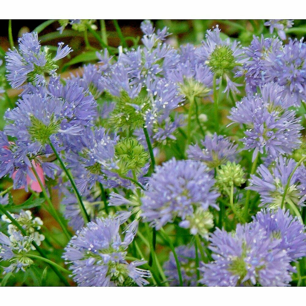 401+GLOBE GILIA THIMBLE Flower Seeds Native Southwest Wildflower Drought Heat