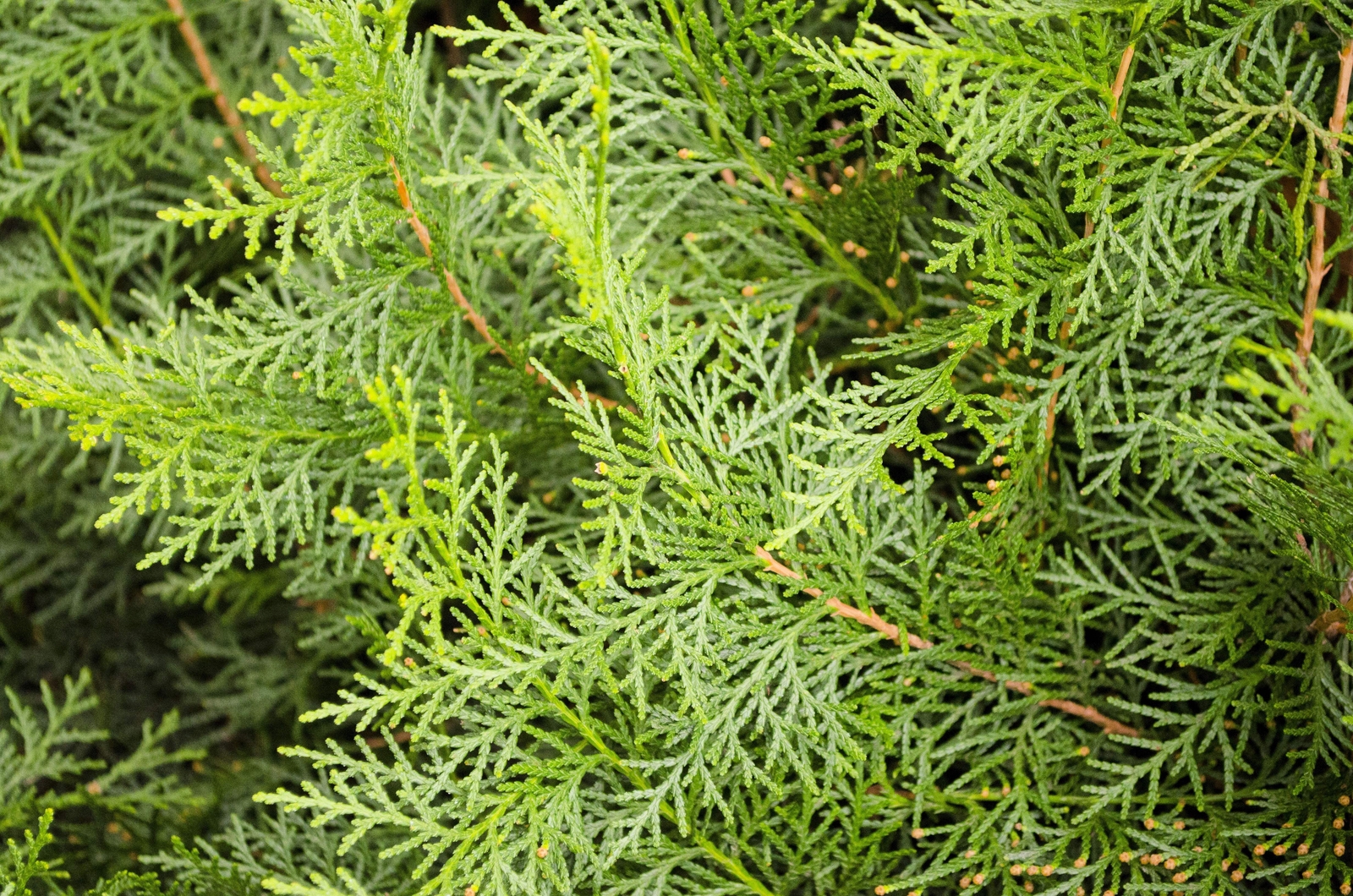 20 MEDITERRANEAN CYPRESS TREE Italian Pencil Pine Cupressus Sempervirens Seeds