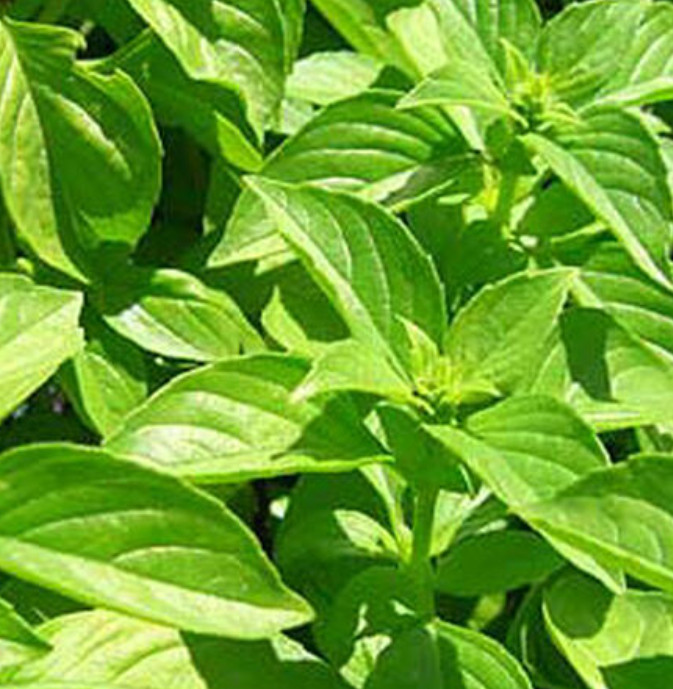 Basil CHERYL’S CHEFS BLEND Ocimum basilicum 6 Types Culinary Mix 200+ Seeds!