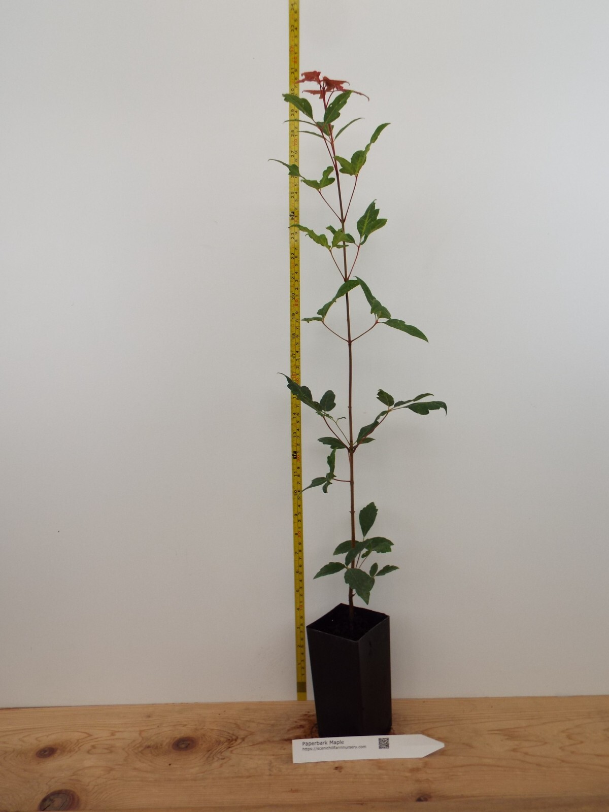 Acer griseum – Paperbark Maple- 18-44 Inches Tall