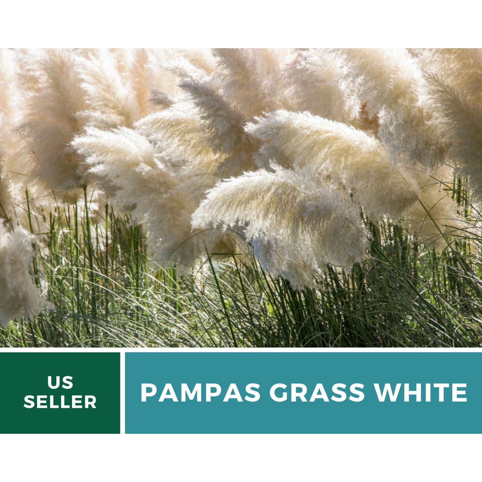 Pampas Grass, White – 100 Seeds – Heirloom Ornamental Grass – Elegant and Airy
