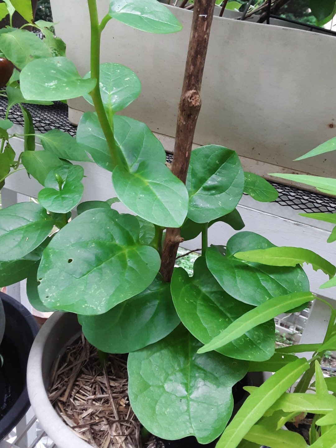 25+Green Malabar Spinach seeds(Asian spinach, MongToi Mu er cai ,Vine Spinach).