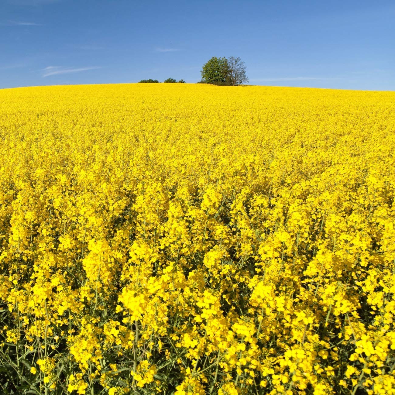 Forage Rape Seed – 10 Lbs Heat, Cold & Drought-Tolerant Brassica Seed for Deer &