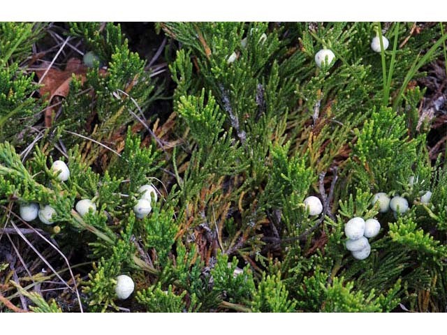 10 Seeds Creeping Juniper Juniperus horizontali, US Native Evergreen Shrub