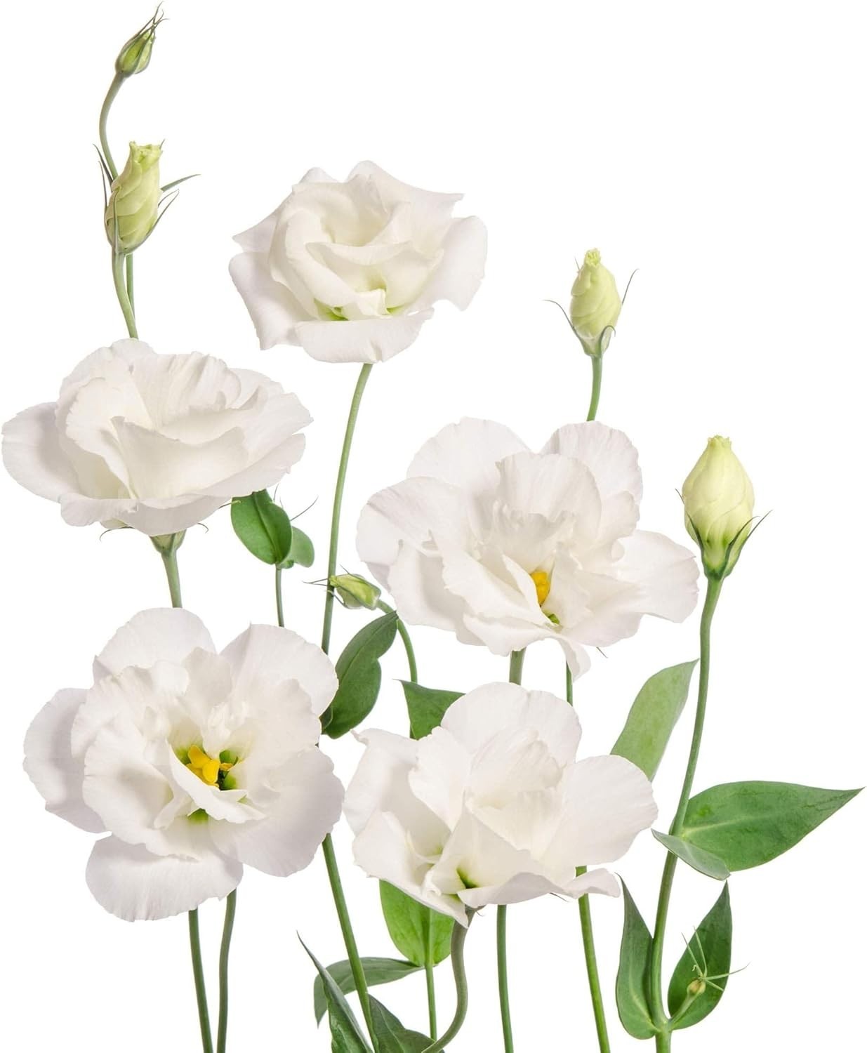 Vibrant 25 Count Lisianthus Flower Seeds – Charisma White for Your Garden