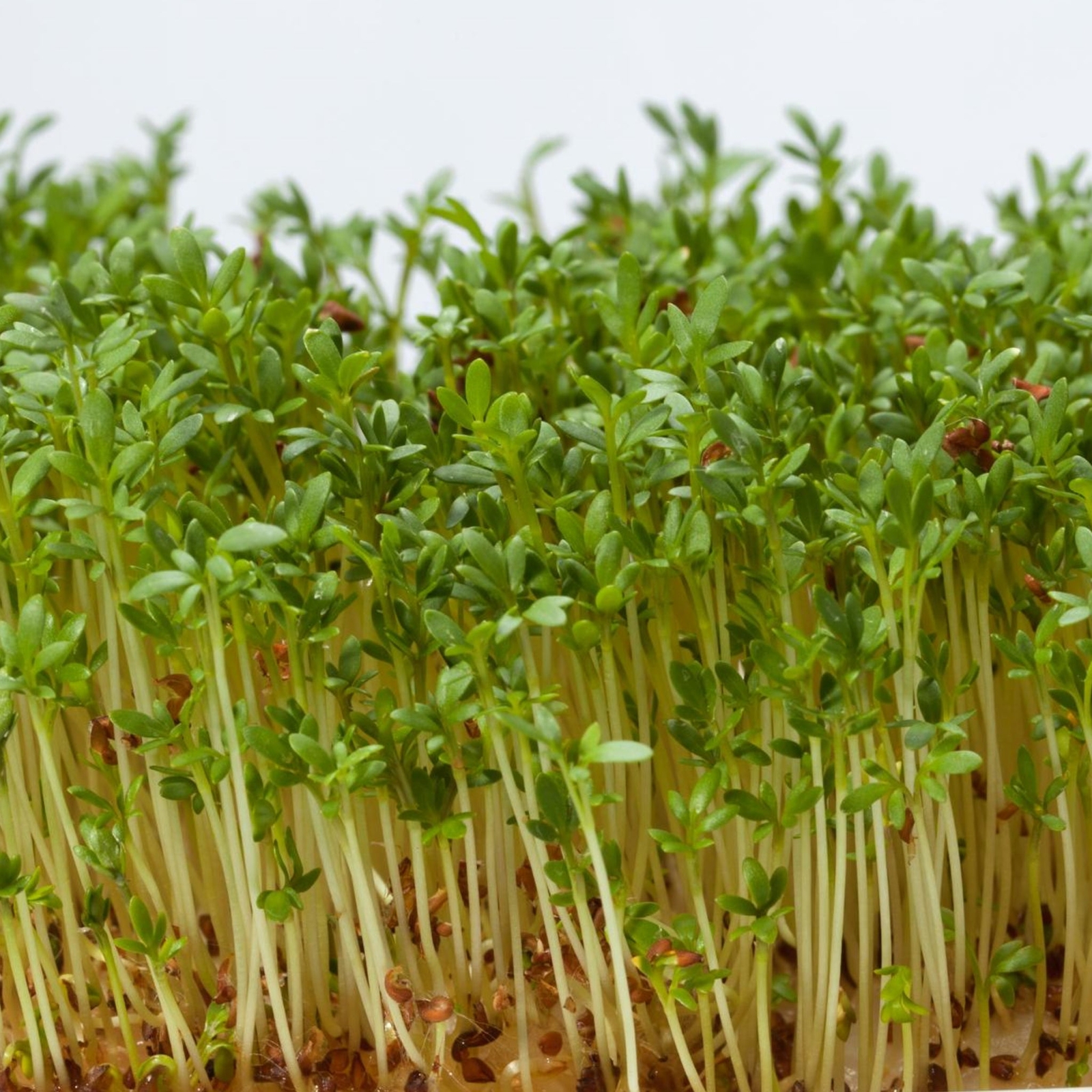 Alfalfa Microgreens – Seeds – Non Gmo – Heirloom Seeds – Microgreen Seeds