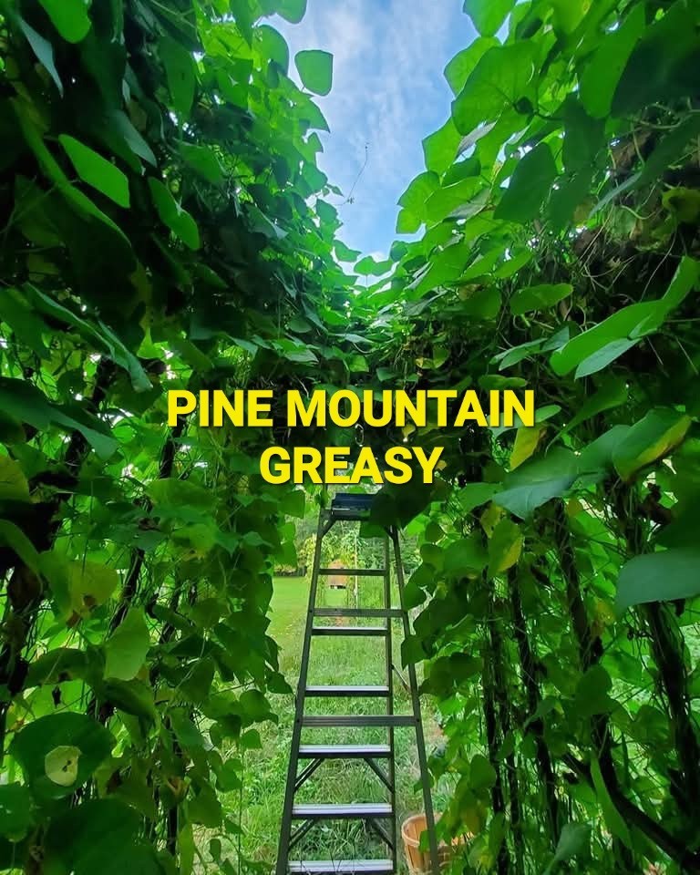 Pine Mountain Greasy Bean Seeds