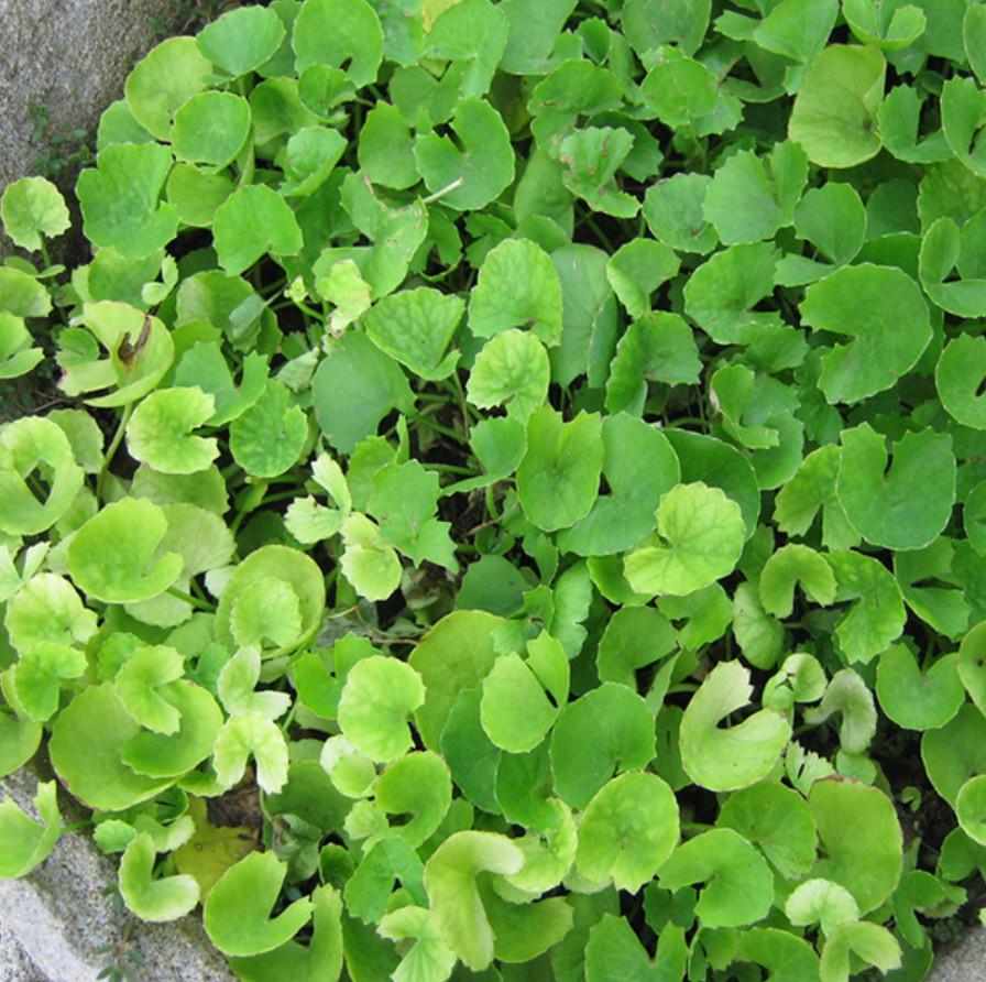 Gotu Kola Seeds 1g – Centella Asiatica – Pennywort – Rau Má Lá To – Asian Herb