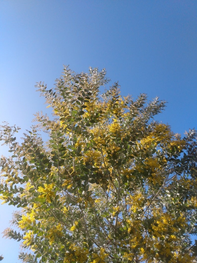 Popular Wattles (Discount)- Various species