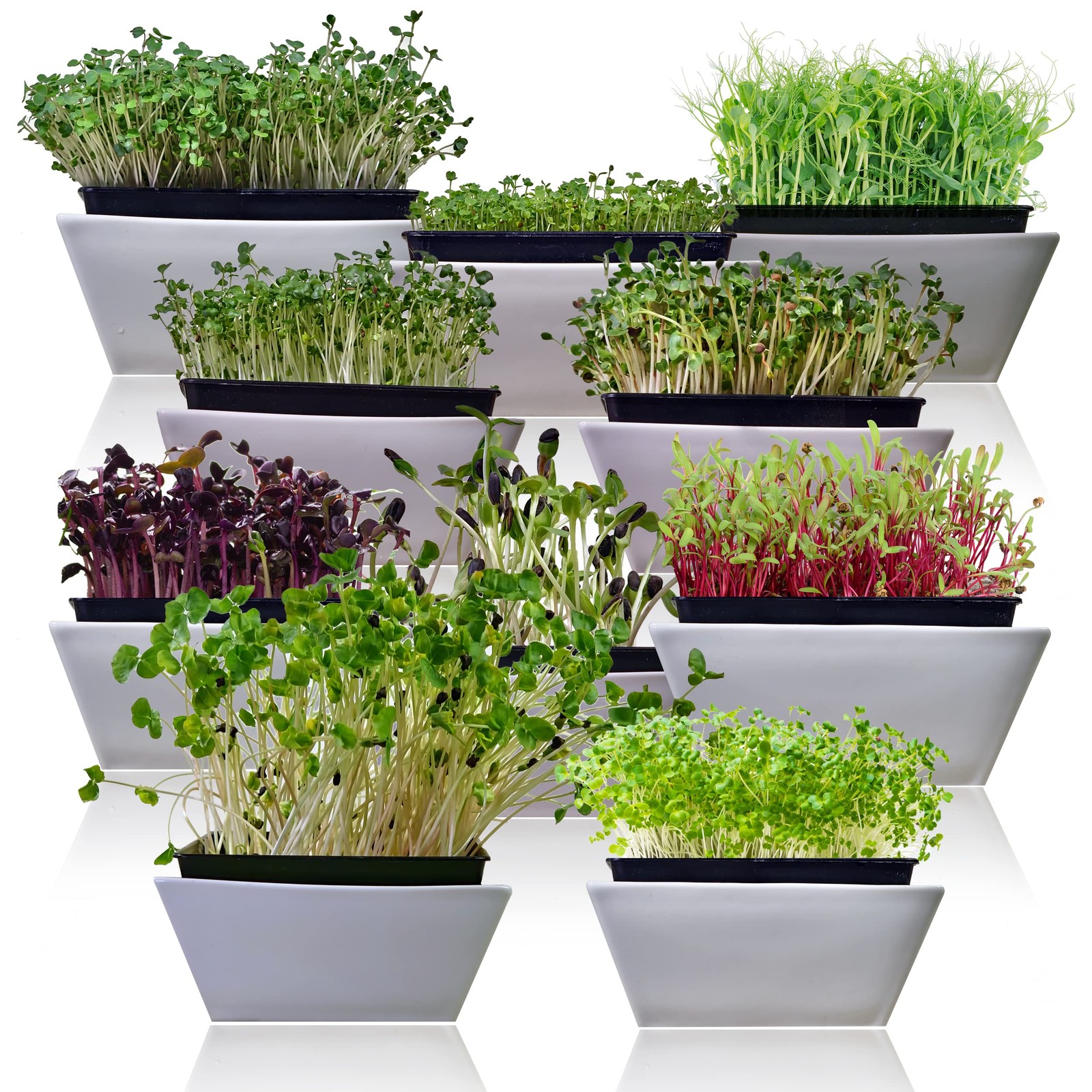 Microgreen Seeds Variety Pack – 10 Heirloom Types for Indoor Sprouting