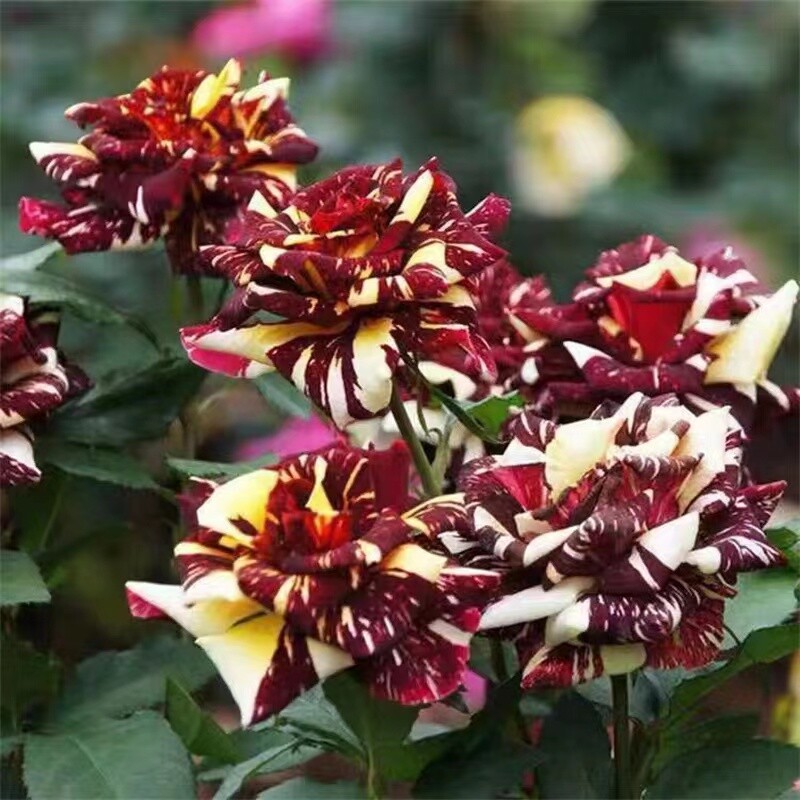 25 PACK STRIPED hybrid ROSE SEEDS for germination garden flower bed plant bush