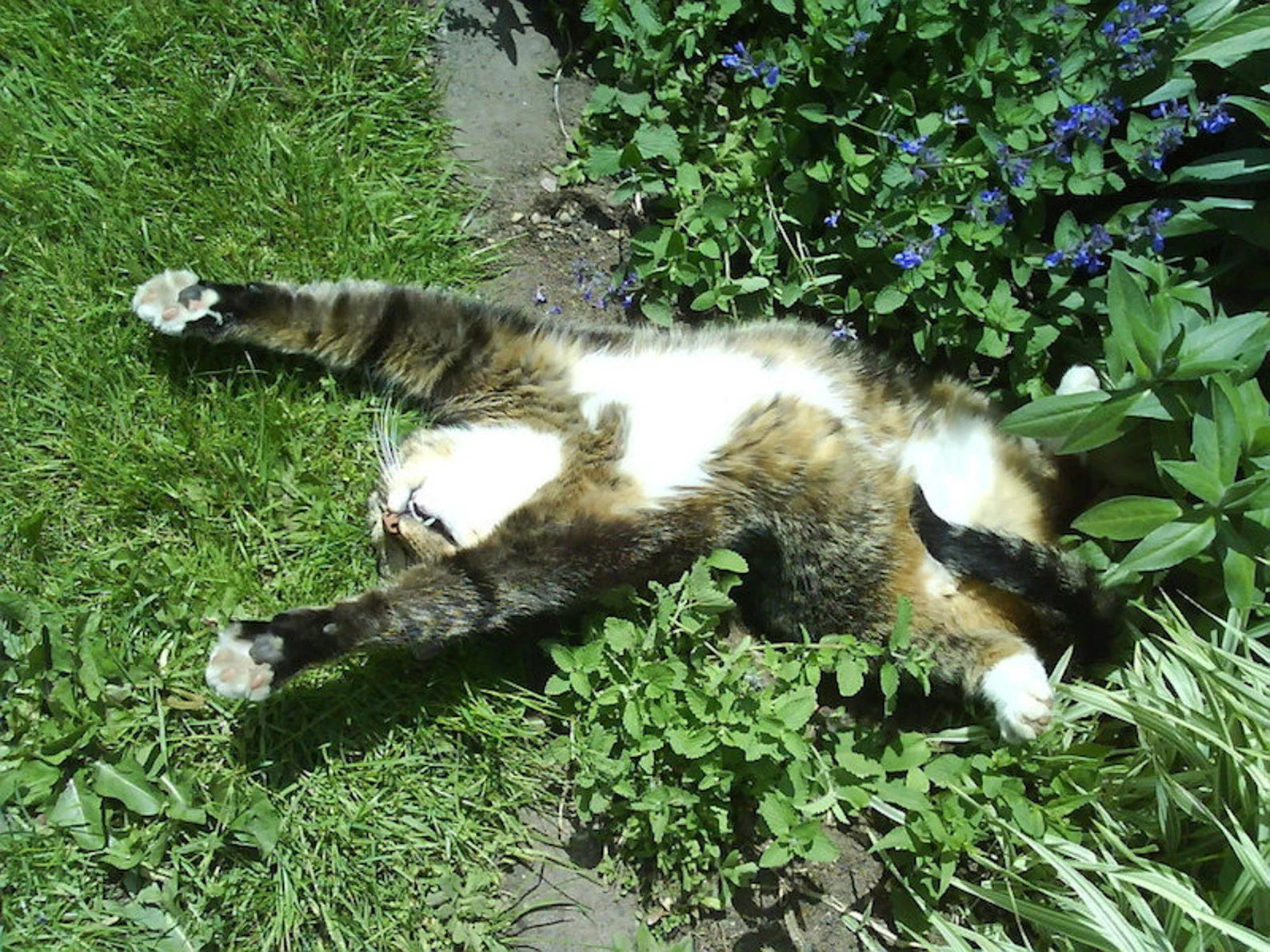 Fresh Catnip Seeds |For Planting Cat Toy Catnips Catmint Catswort Herb Seed 2024