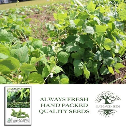 Burpee Improved Lima Bush Bean Seeds (Phaseolus lunatus) – 30+ Non-GMO &