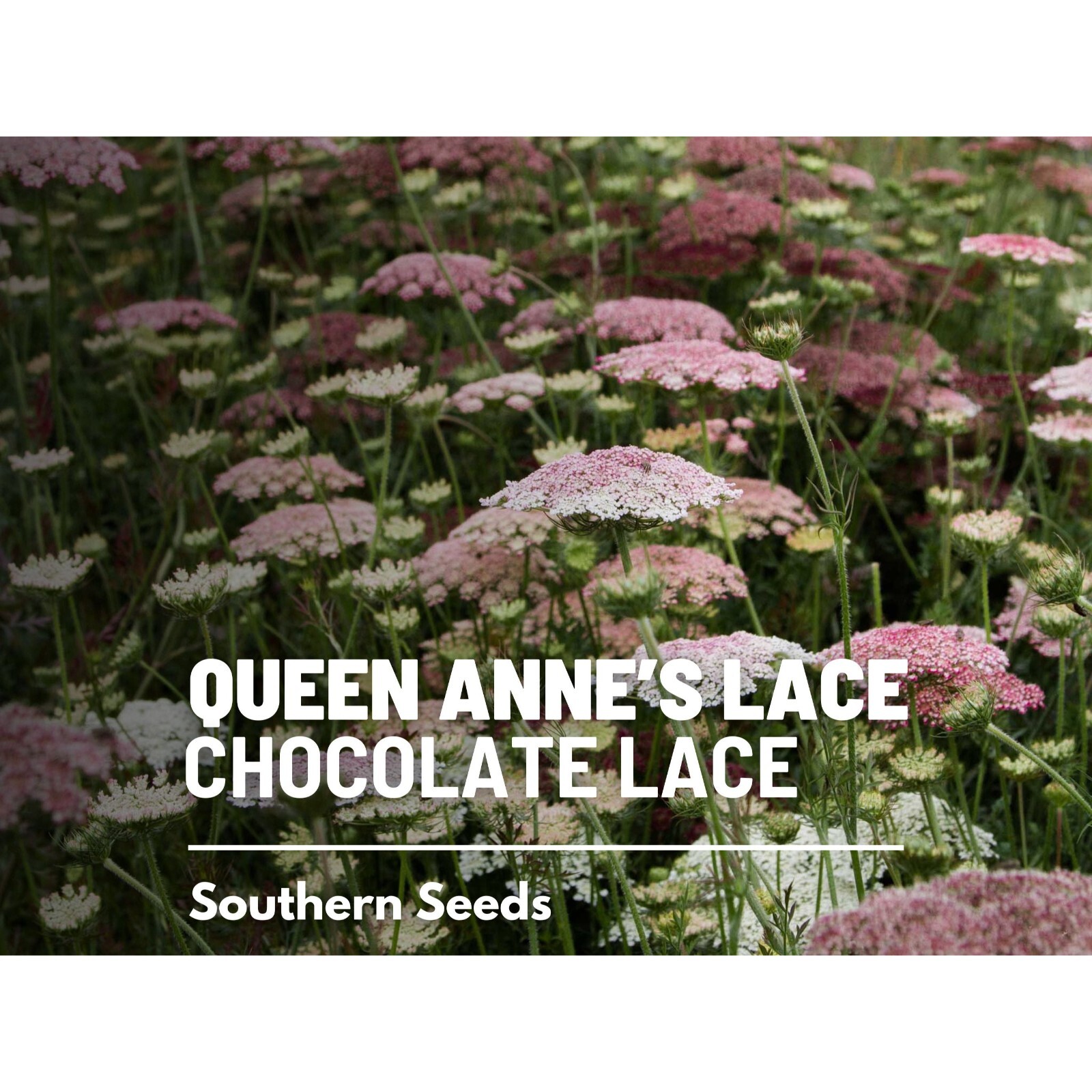 Queen Anne’s Lace, Chocolate Lace – 100 Seeds – Heirloom Flower – Burgundy, Coco