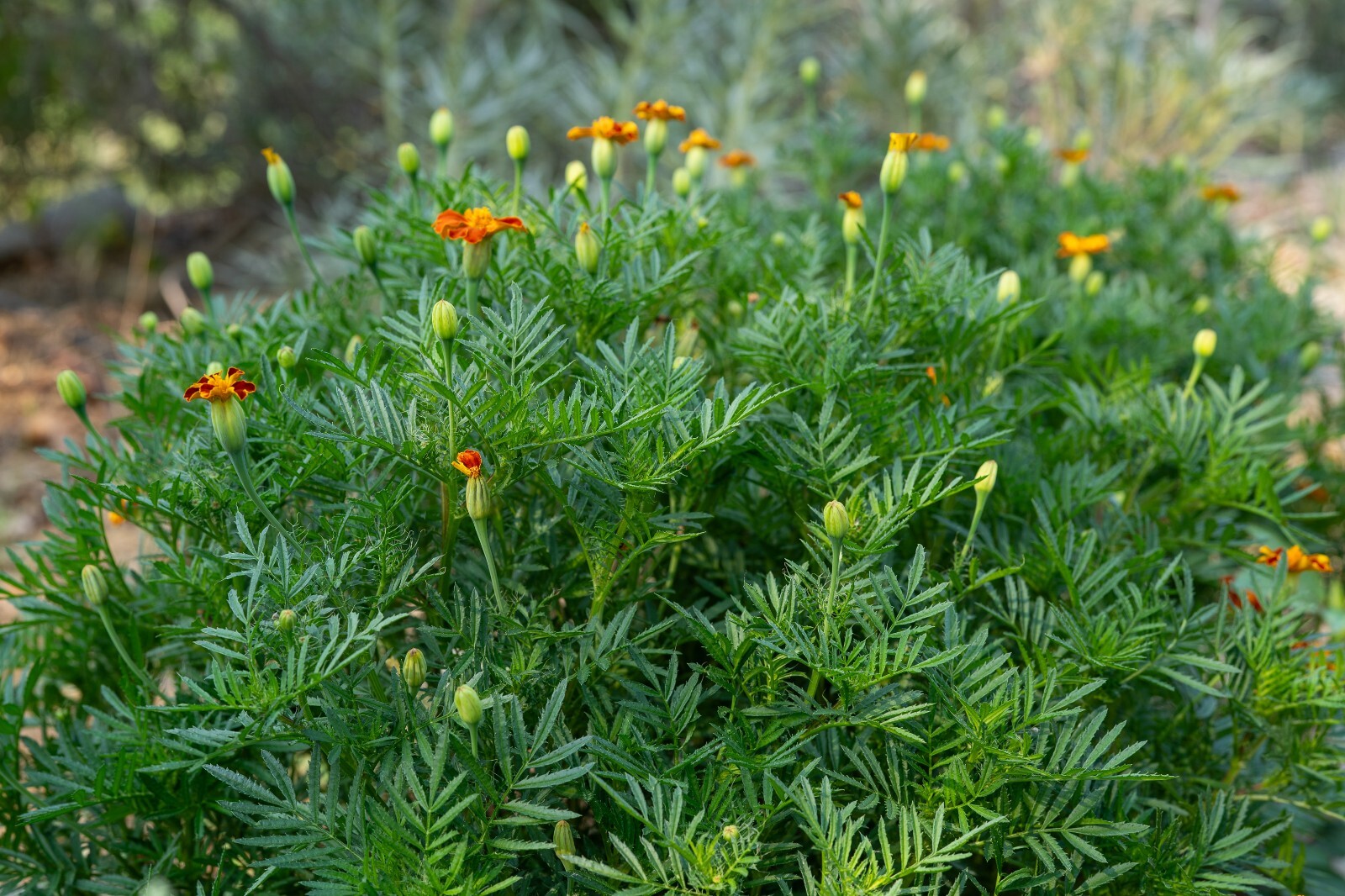 Tashkent Marigold Flower Seeds, Heirloom Orange Halo Blossoms, Certified Organic