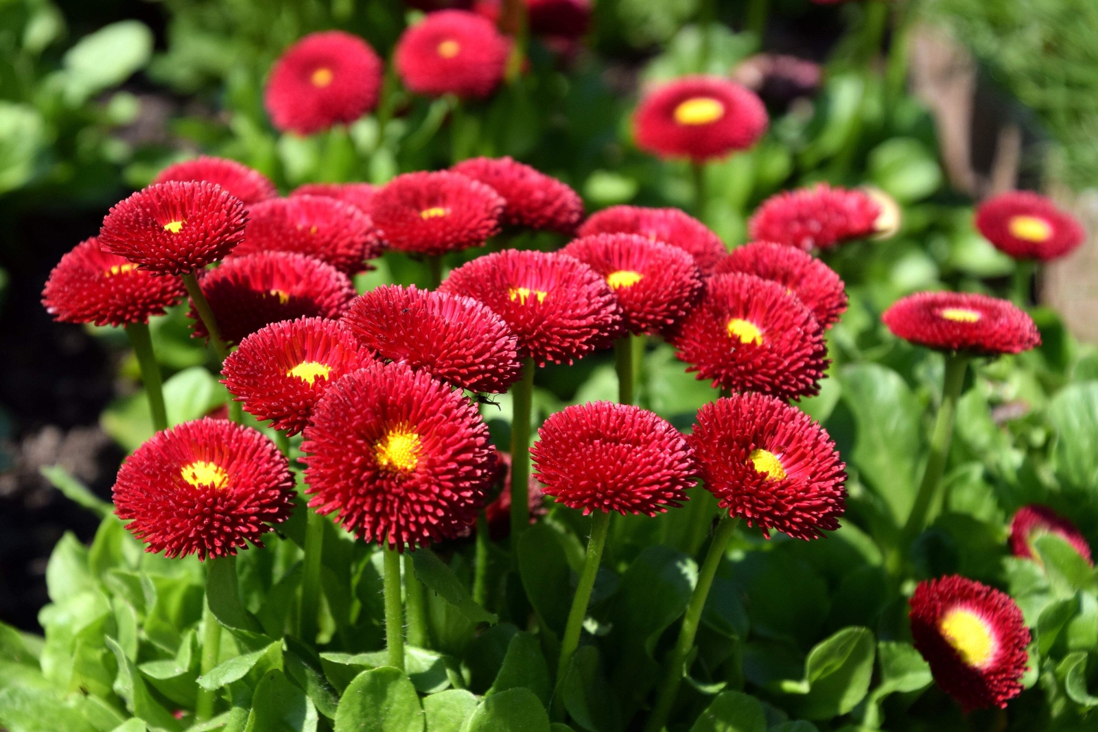 100 RED ENGLISH DAISY Bellis Perennis Flower Seeds *Flat S/H