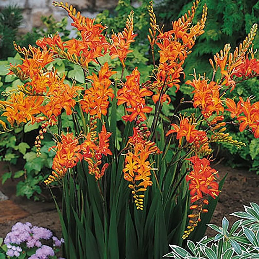 5 Orange Lucifer Crocosmia Blubs – Grows 30-48″ Tall.