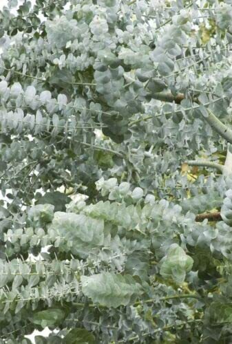 Jocadew Silver Drop Eucalyptus Seeds jocad (25 Seeds)