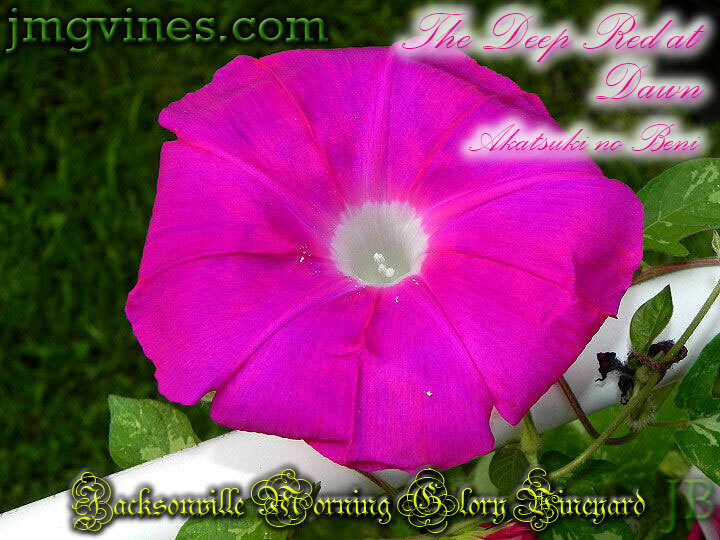 The Deep Red at Dawn / Akatsuki no Beni Japanese Morning Glory 6 Seeds