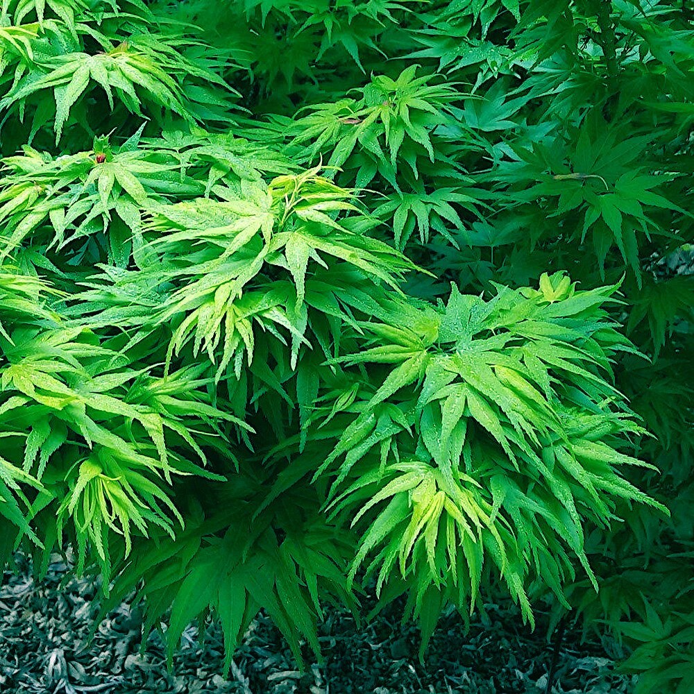 10 “DWARF” Japanese Maple Tree Seeds (Mikawa yatsubusa) UNIQUE Hemp Herb Bonsai