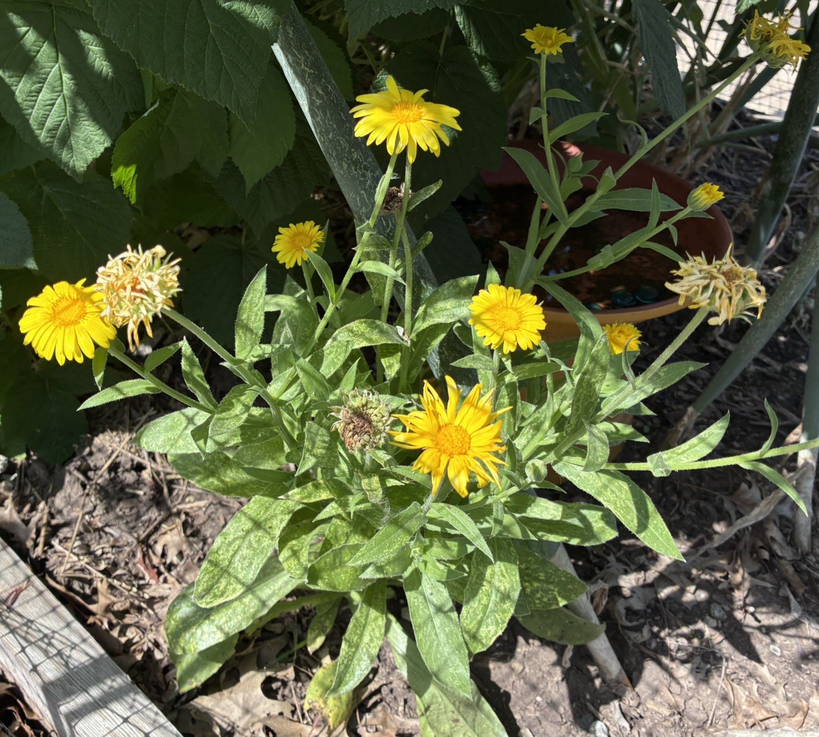 Calendula/Pot Marigold: Mixed Types- Great For Salves, Cut flowers-50 seeds