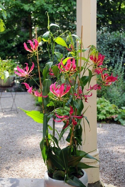 Gloriosa Rothschildiana Glory Vine 10 Seeds, Climbing Flame Lily