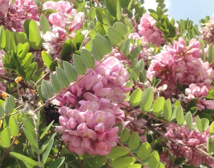 Robinia Hispida 25 Seeds Fragrant Cold Hardy Flowering Shrub Bristly Locust