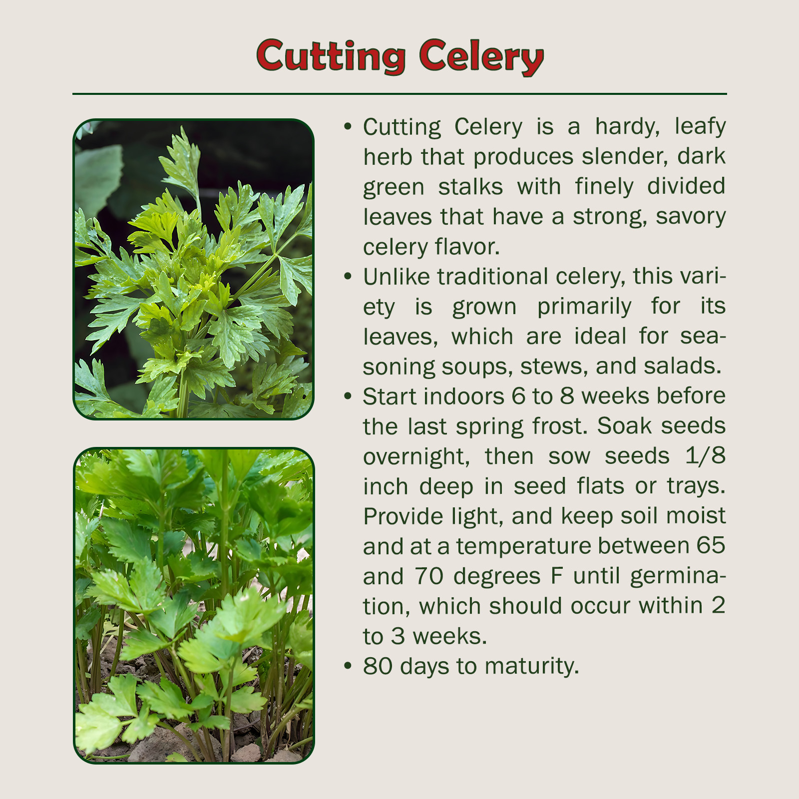 1000 Cutting Celery Seeds, Open-Pollinated, Culinary Herb, Non-GMO, Genuine USA