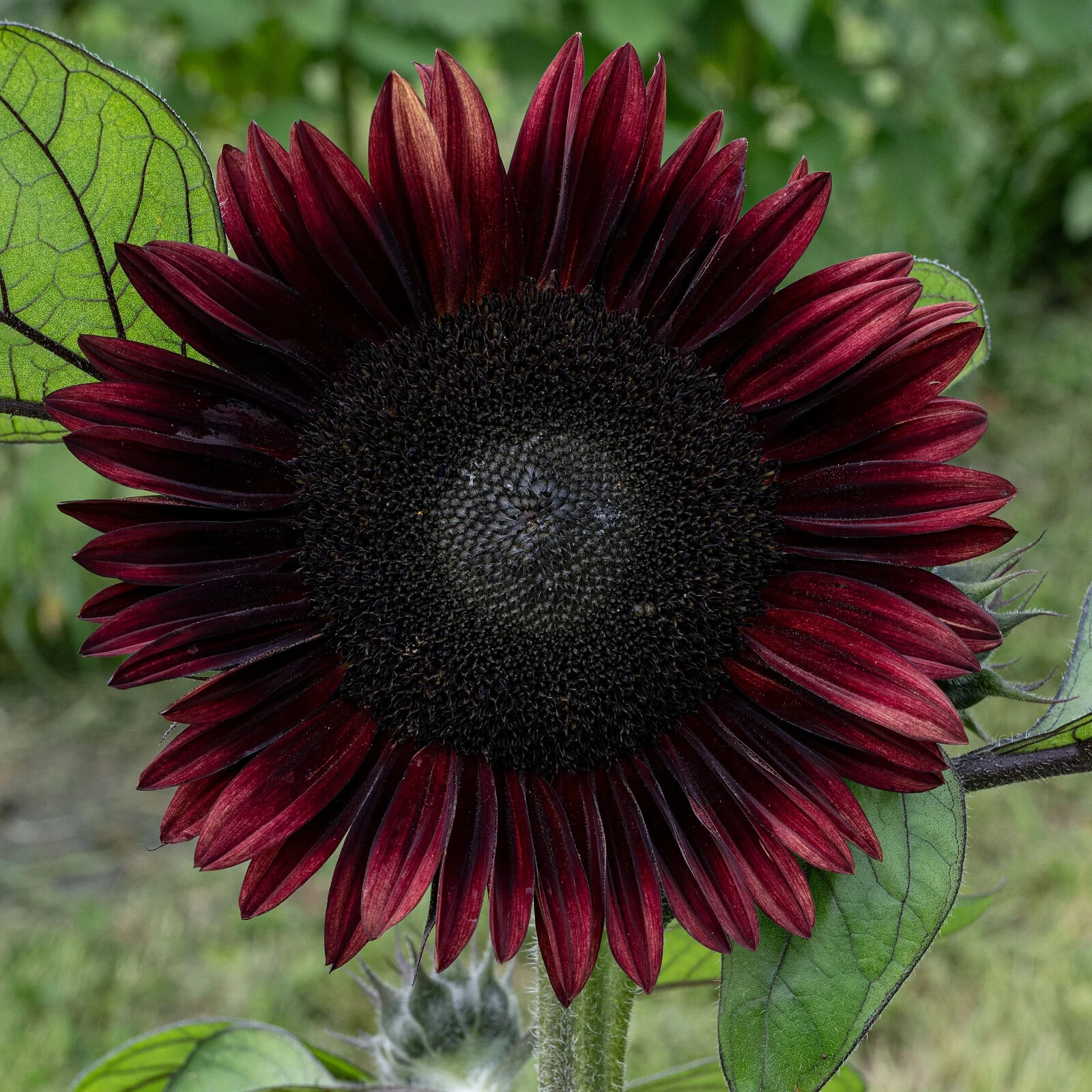 Chocolate Cherry Sunflower, , Beautiful Ornamental Sunflower, FREE SHIPPING