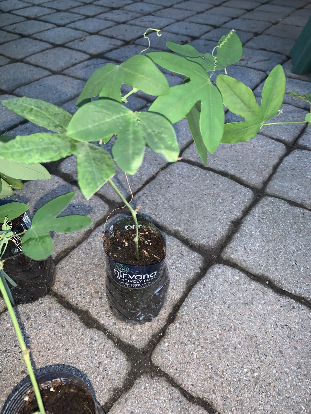 Passiflora “Amethyst” Passion flower vine, 10-16 inches long