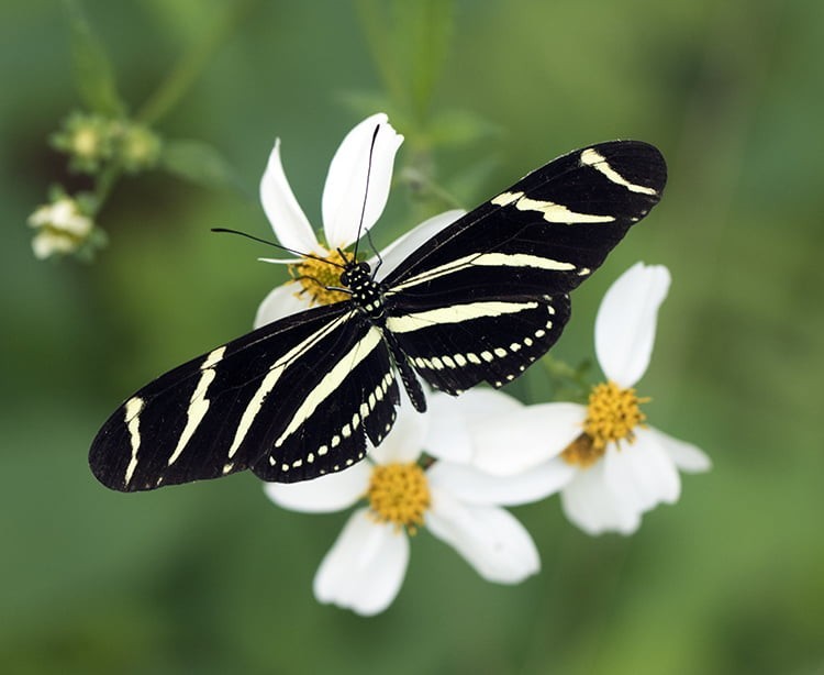 100 seeds Bidens Alba/ Bidens Pilosa seeds Pollinator Native Medicinal Garden