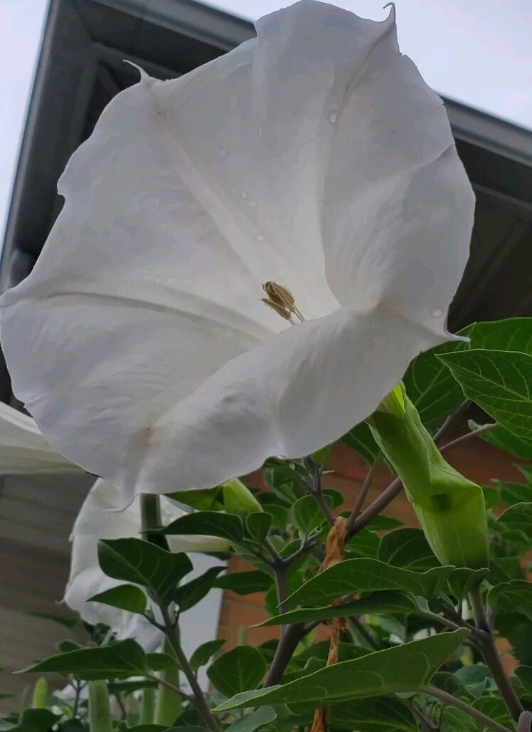 140÷150 Seeds. Datura Stramonium, Jimson Weed, Thorn Apple, Devil’s Trumpet