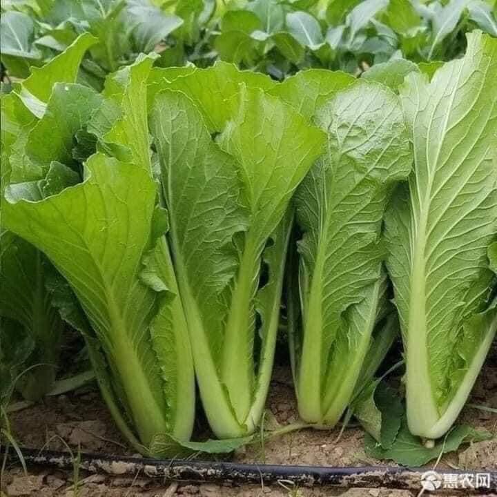 5000+ Super Large Leaf Bamboo GAI CHOI Mustard Green seeds Cai Be xanh Sieu Lon