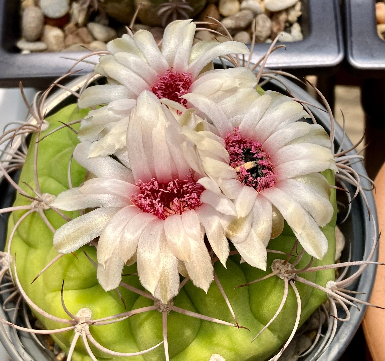 Seed- Gymnocalycium pflanzii 25-500 seeds (2025)