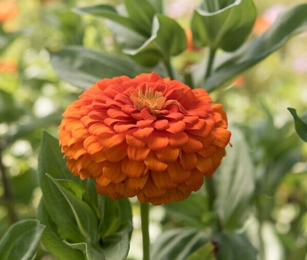 Zinnia Variety: Giant Orange, Giant Golden Yellow, Giant Deep Red, Giant White