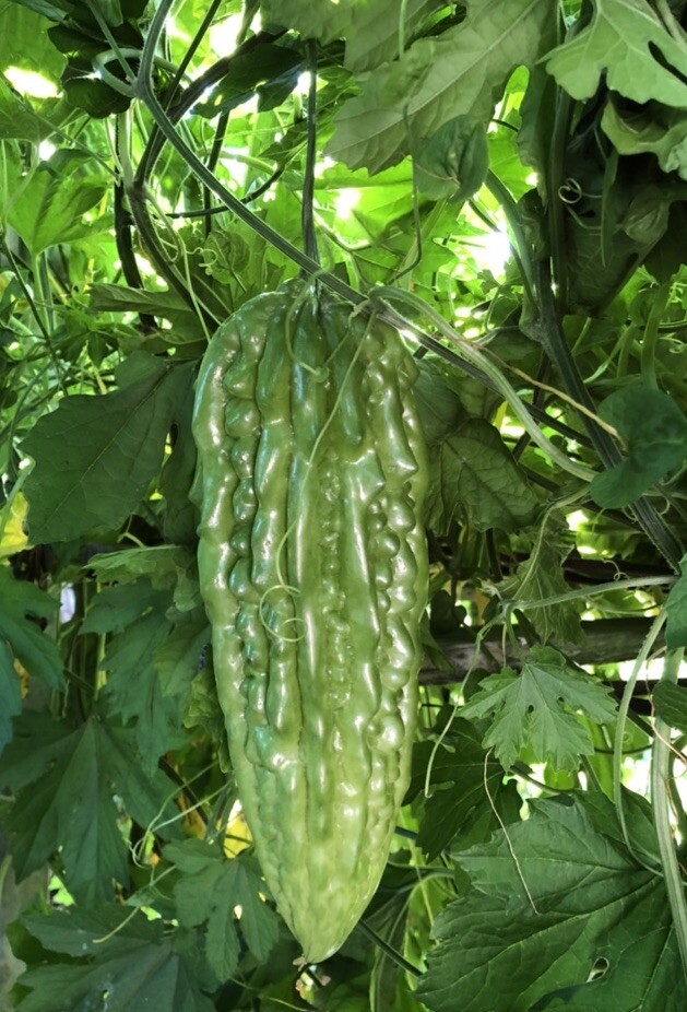 Bitter Melon Plant 5” Starter Plant With Pot Ready To Plant